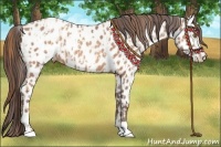 Horse Color:Gold Champagne Appaloosa  and Amber Champagne Appaloosa 