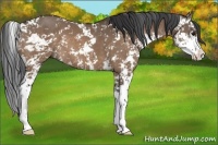 Horse Color:Bay Dun Sabino 