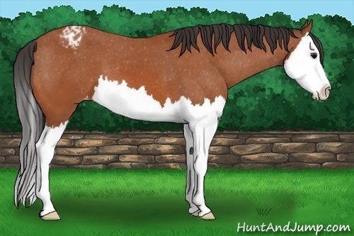 Horse Color:Bay Splash Appaloosa