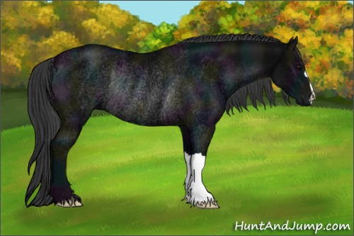 Horse Color:Midnight Black Rabicano 