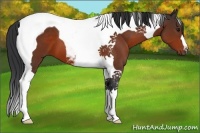 Horse Color:Brown Tobiano