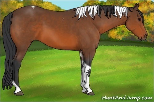 Horse Color:Bay Tobiano
