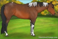 Horse Color:Bay Tobiano 