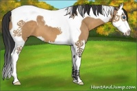 Horse Color:Brown Dun Sabino Splash Tobiano 