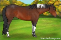 Horse Color:Brown Sabino Tobiano 