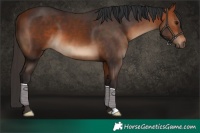 Horse Color:Bay 