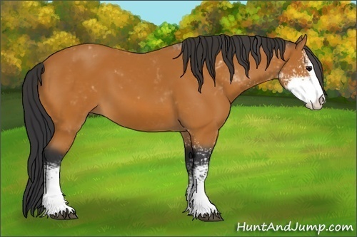 Horse Color:Bay Sabino 