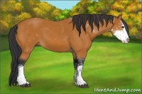 Horse Color:Bay Sabino 