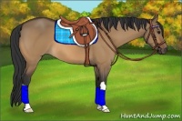 Horse Color:Bay Dun 