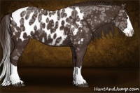 Horse Color:Liver Chestnut Ice Sabino Splash Appaloosa 