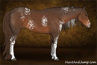 Horse Color:White Spotted Liver Chestnut 