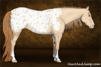 Horse Color:White Spotted Gold Champagne Dun Appaloosa 