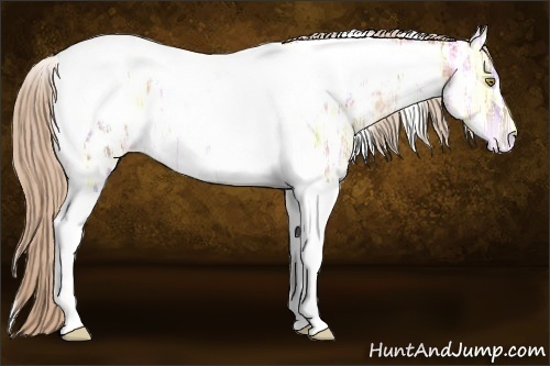 Horse Color:Gold Champagne Ice Tobiano Blanket