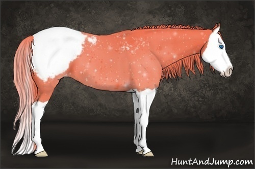 Horse Color:Watercolor Liver Chestnut Splash Appaloosa