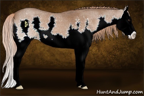 Horse Color:Liver Red Roan Sabino Splash 