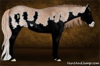 Horse Color:Liver Red Roan Sabino Splash 