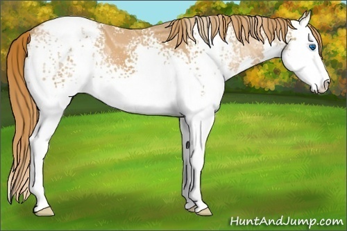 Horse Color:White Spotted Chestnut Ice Sabino Splash Appaloosa 