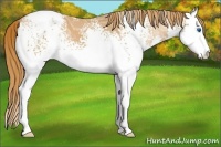 Horse Color:White Spotted Chestnut Ice Sabino Splash Appaloosa 