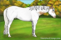 Horse Color:White Spotted Chestnut Tobiano Frame Appaloosa 