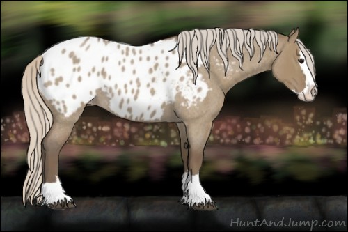Horse Color:Silver Grullo Roan Splash Appaloosa 