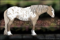Horse Color:Silver Grullo Roan Splash Appaloosa 