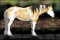 Horse Color:White Spotted Buckskin Roan Splash 