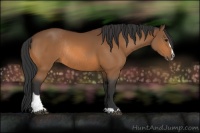 Horse Color:Bay Sabino Rabicano