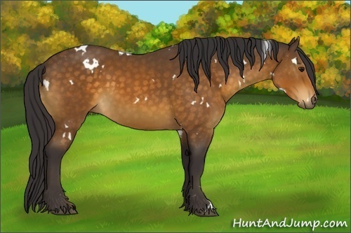 Horse Color:White Spotted Buckskin 