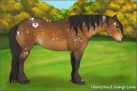 Horse Color:White Spotted Buckskin