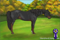 Horse Color:Gray Liver Chestnut 