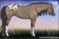 Horse Color:Liver Red Dun Roan Splash Frame Appaloosa 