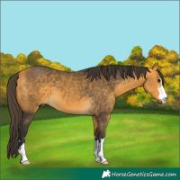 Horse Color:Buckskin 