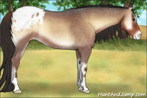 Horse Color:Liver Red Onyx Roan Appaloosa 