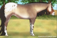 Horse Color:Liver Red Onyx Roan Appaloosa