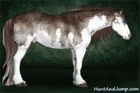 Horse Color:Liver Red Onyx Ice Sabino Splash