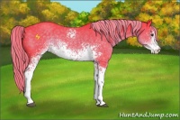 Horse Color:Watercolor White Spotted Liver Chestnut Sabino Appaloosa Rabicano 