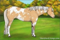 Horse Color:White Spotted Silver Buckskin 