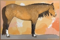 Horse Color:Buckskin Sabino Snowflake Varnish