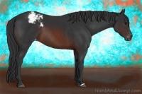 Horse Color:Brown Appaloosa