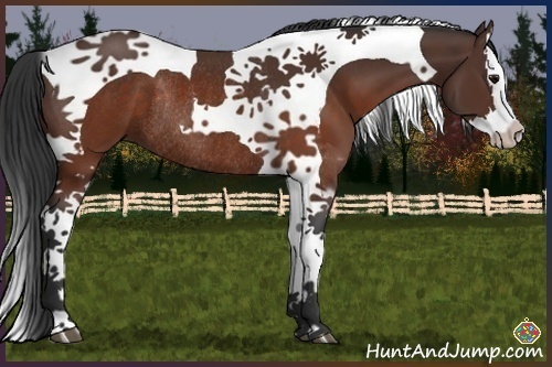 Horse Color:Brown Splash Tobiano Rabicano