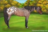 Horse Color:Bay Roan Appaloosa 