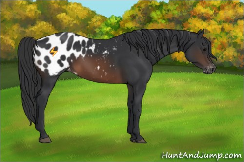 Horse Color:Brown Appaloosa 