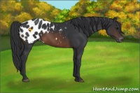 Horse Color:Brown Appaloosa 
