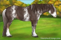 Horse Color:White Spotted Liver Chestnut Sabino 