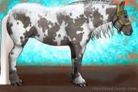 Horse Color:White Spotted Silver Black 