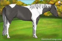 Horse Color:Black Tobiano 