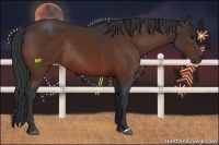 Horse Color:Brown Rabicano 