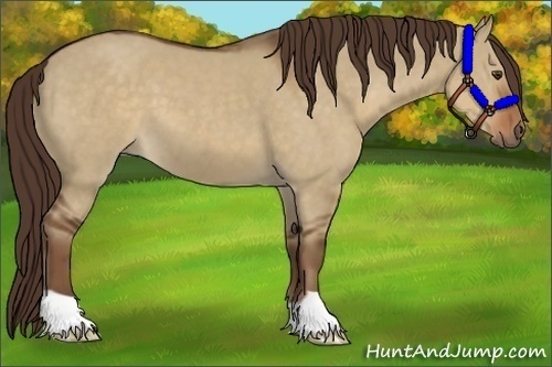 Horse Color:Liver Red Dun 