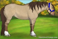 Horse Color:Liver Red Dun 