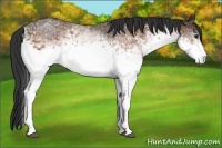 Horse Color:White Spotted Brown 